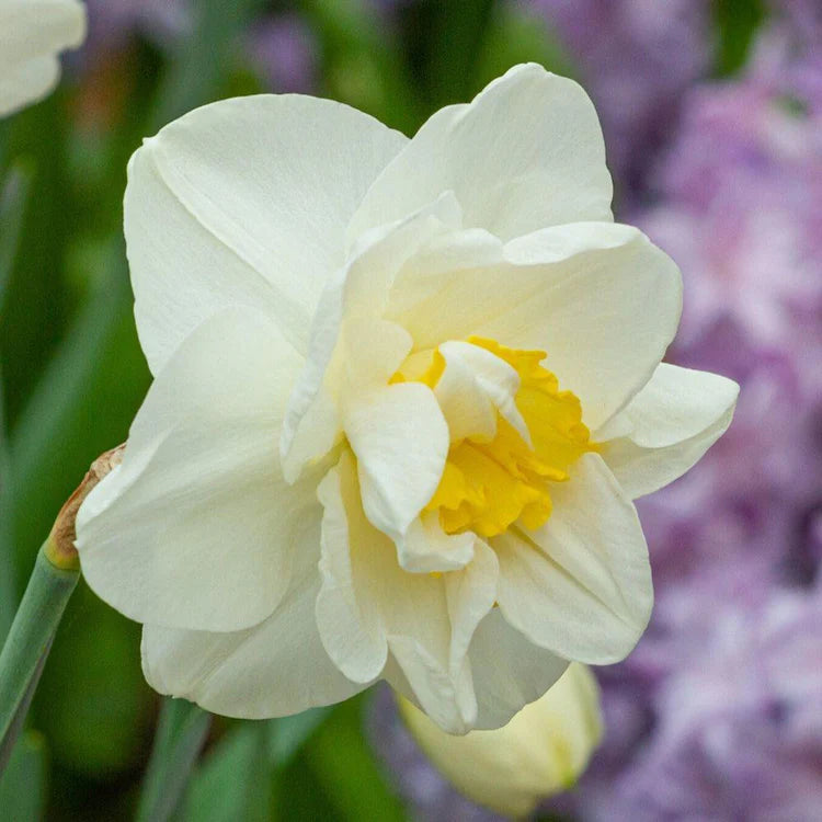 White Yellow Double Narcissus Flower Seeds for Planting Premium Quality Heirloom & GMO Free Seeds for Home Garden
Sale