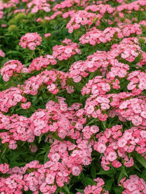 Light Pink Dianthus Flower seeds for Planting - Hardy Variety, Heirloom & GMO Free Seeds for Home Garden