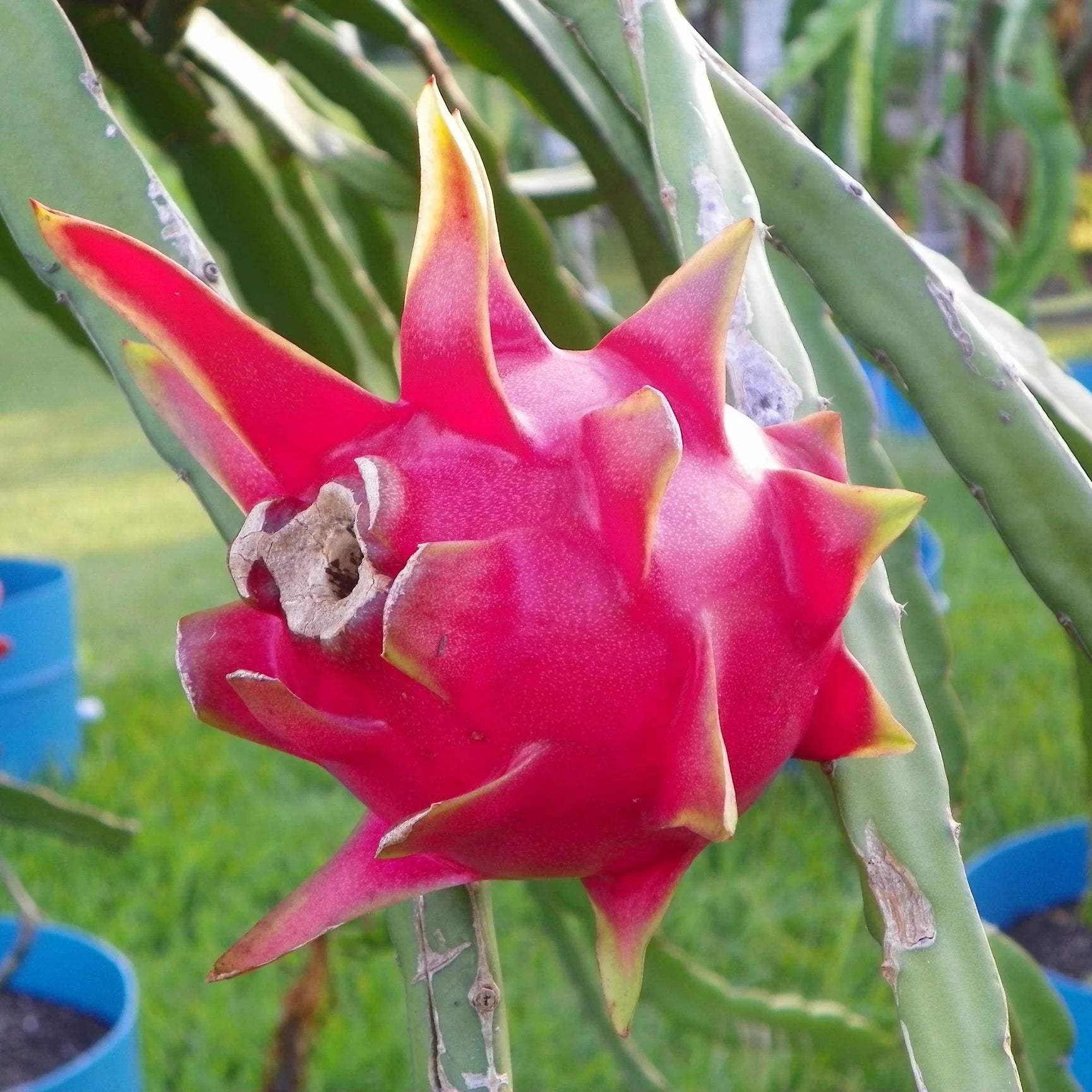 Green Pitaya Fruit Seeds - Grow Exotic Dragon Fruit