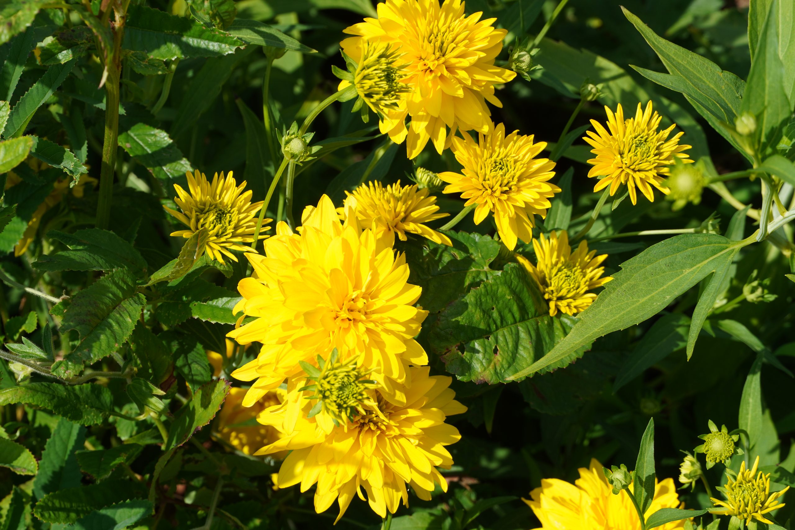 Yellow Rudbeckia Goldstrum Flower seeds for Planting - Compact Growth, Heirloom & GMO Free Seeds for Home Garden