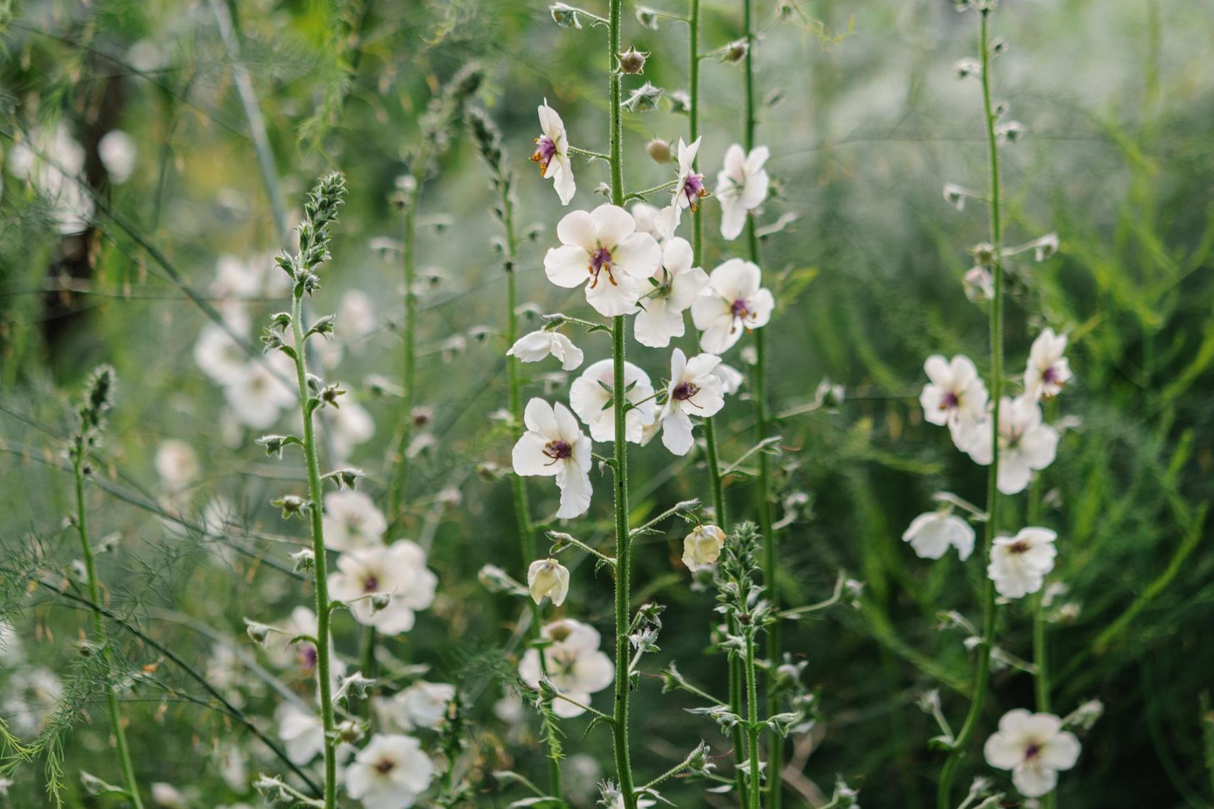 White Verbascum Flower seeds for Planting - Seasonal Bloomer, Heirloom & GMO Free Seeds for Home Garden