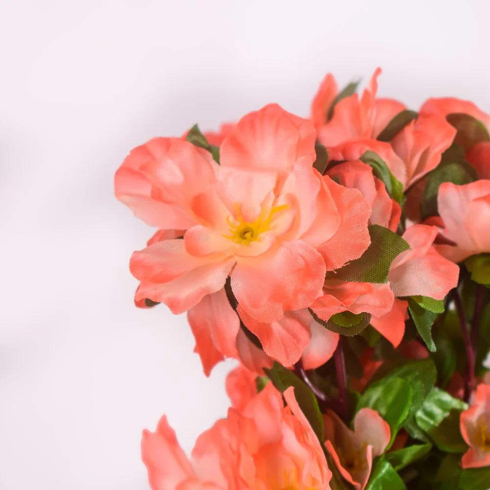 Pink Orange Camellia Flower seeds for Planting - Low Maintenance, Heirloom & GMO Free Seeds for Home Garden