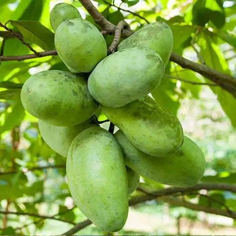 Pawpaw Fruit Seeds for Planting Grow Exotic Tropical Fruit at Home
