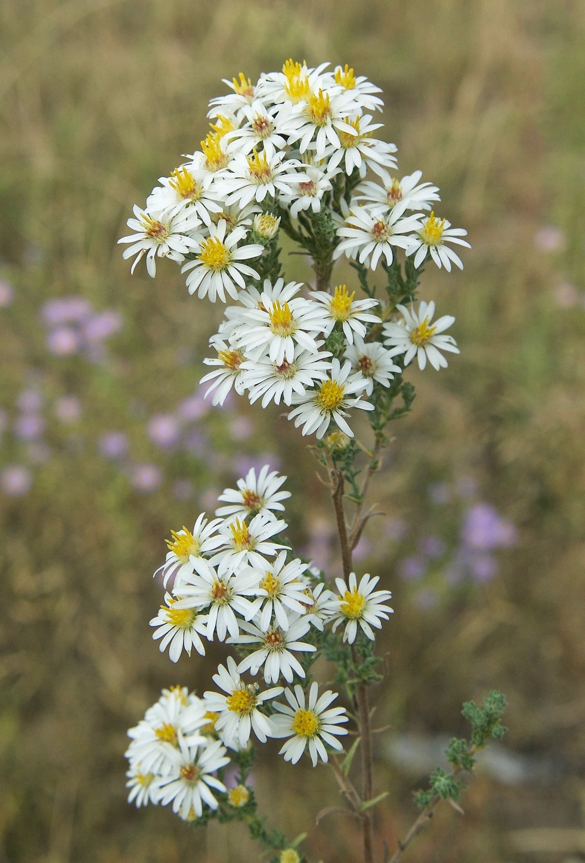 White Prairie Aster Flower seeds for Planting - Cut Flower Favorite, Heirloom & GMO Free Seeds for Home Garden
Sale seeds for home garden