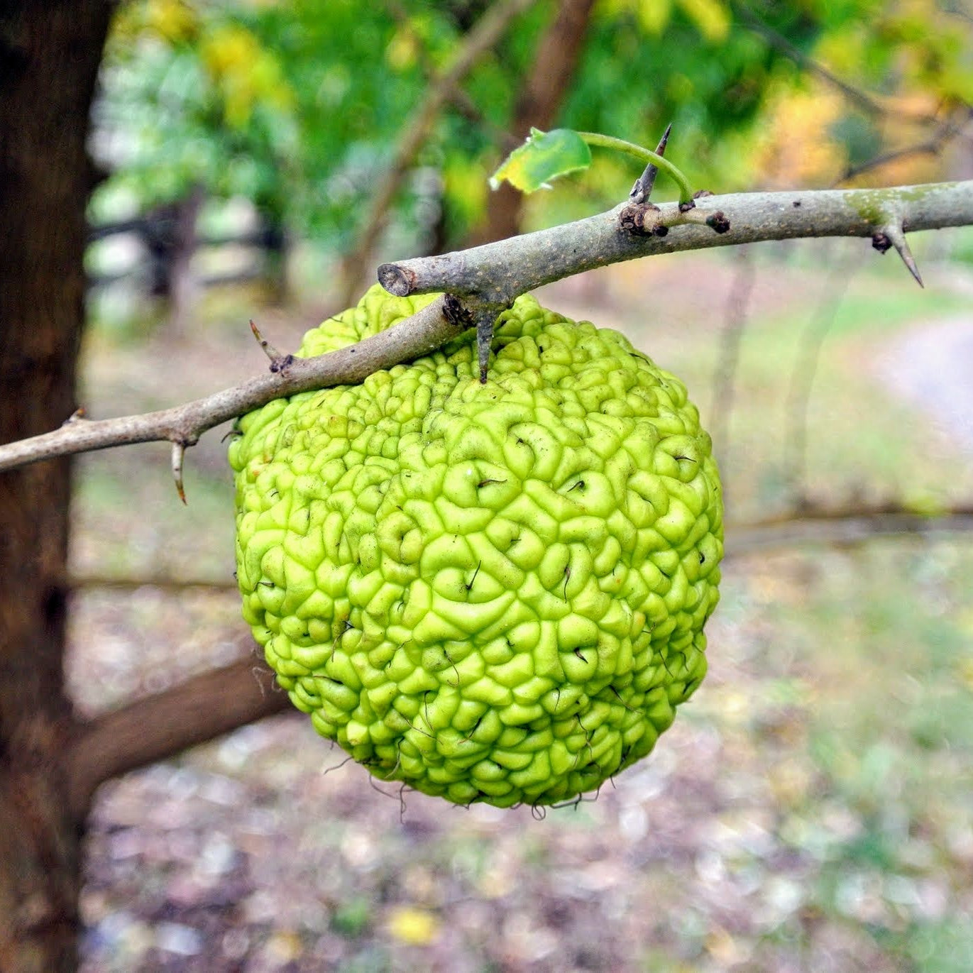 Osage Orange Seeds for Unique Tree Planting