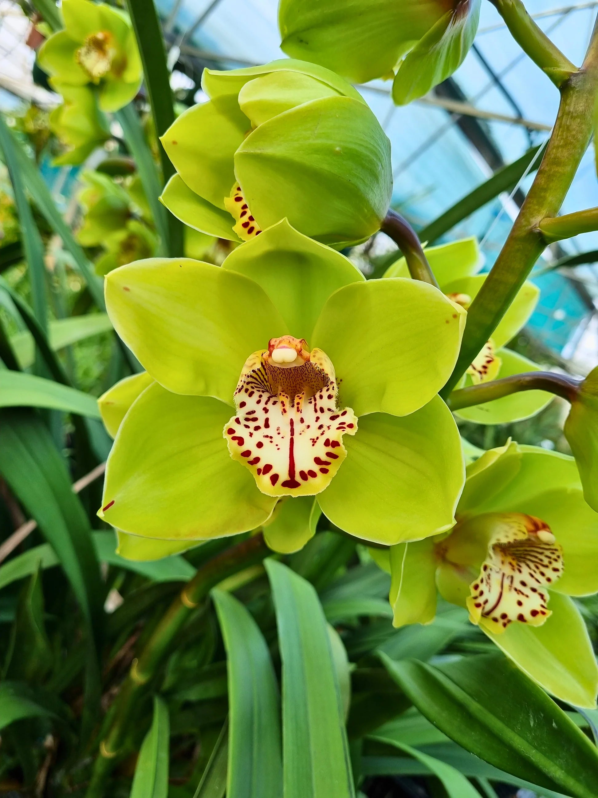 Cream Cymbidium Flower seeds for Planting - Pollinator Friendly, Heirloom & GMO Free Seeds for Home Garden