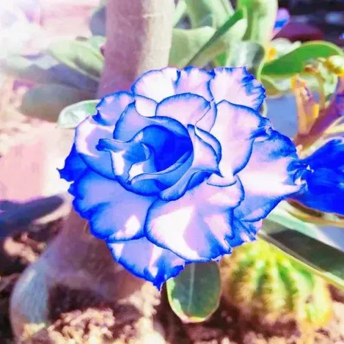 Blue Adenium Bonsai Flower seeds for Planting - Drought Tolerant, Heirloom & GMO Free Seeds for Home Garden