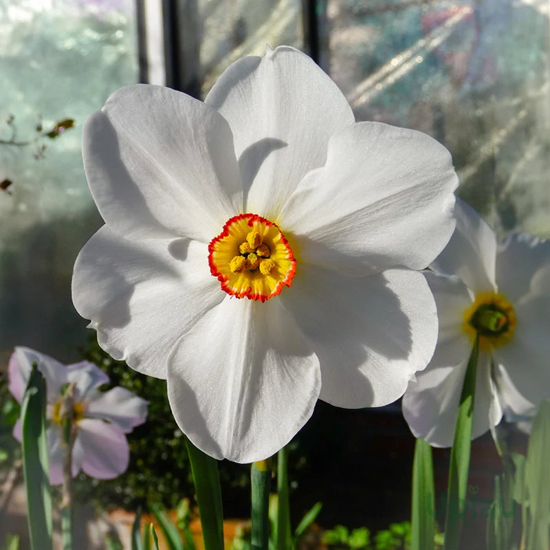 Perennial daffodil seeds for spring flowering gardens
