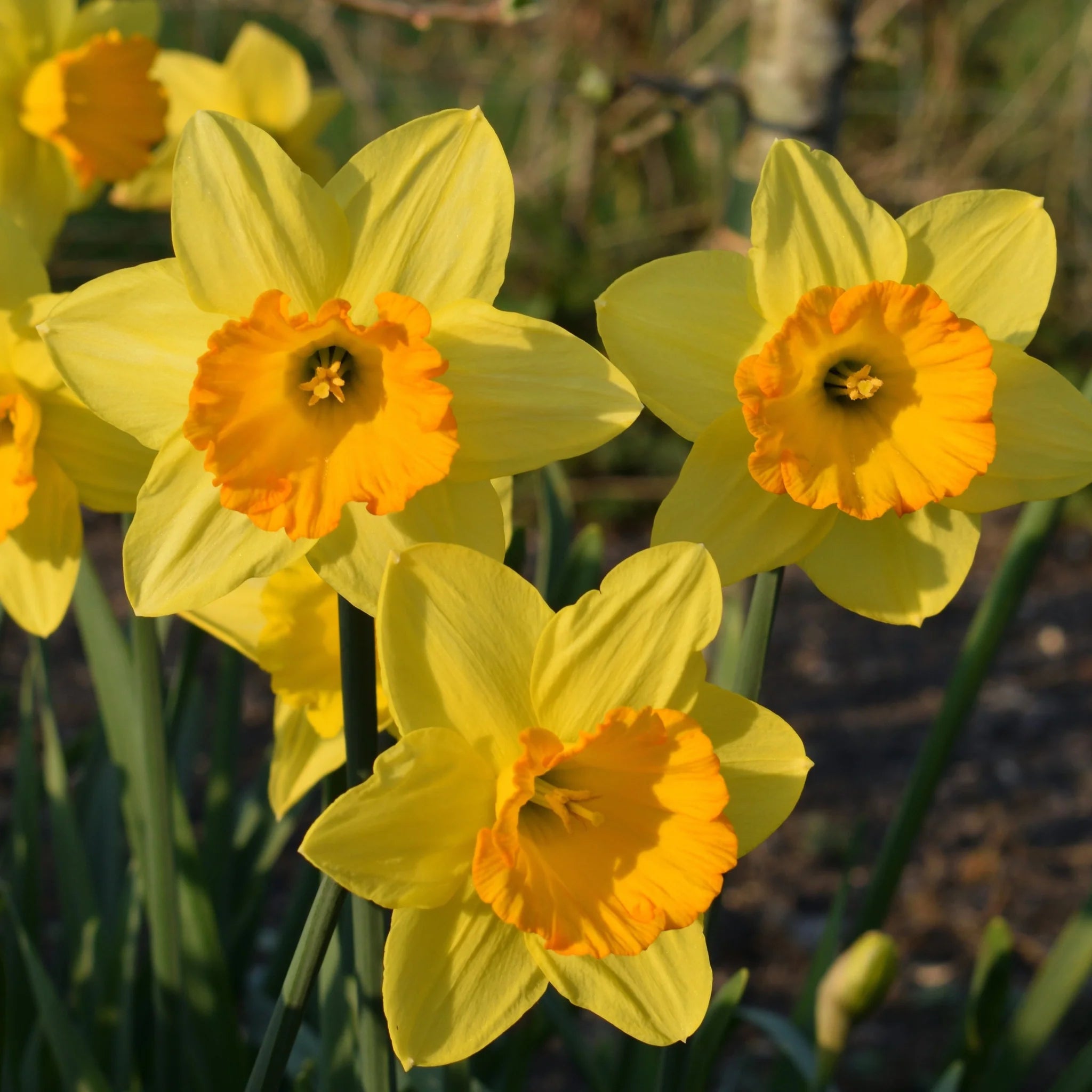 Cream Orange Daffodil Flower seeds for Planting - Shade Tolerant, Heirloom & GMO Free Seeds for Home Garden