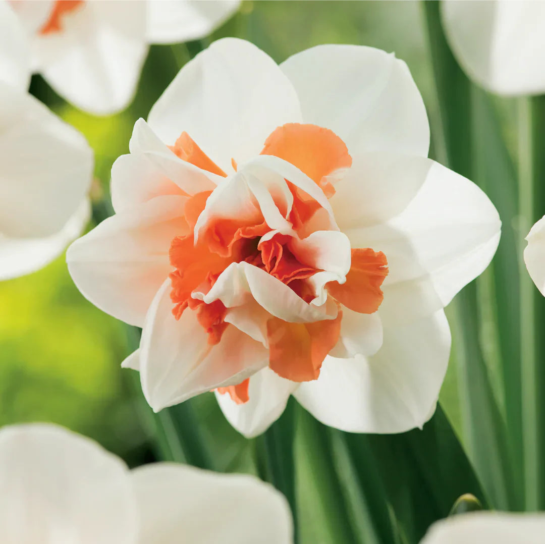 Pink White Narcissus Seeds for Planting Elegant Spring Blooms