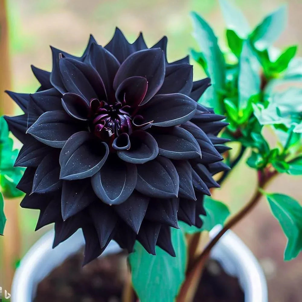 Non-GMO Dahlia flower seeds