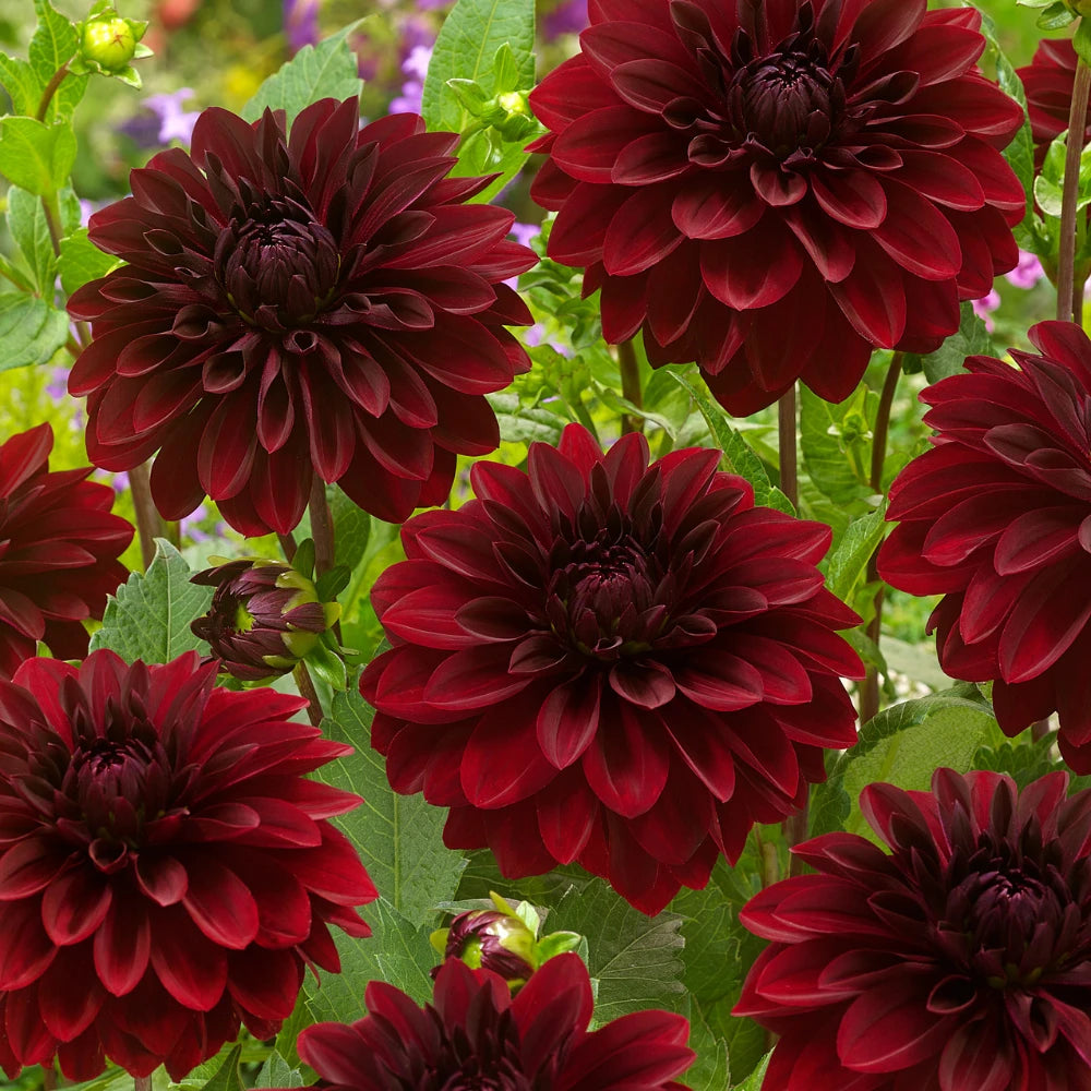 Arabian Night Dahlia Flower seeds for Planting - Wildflower Mix, Heirloom & GMO Free Seeds for Home Garden Sale