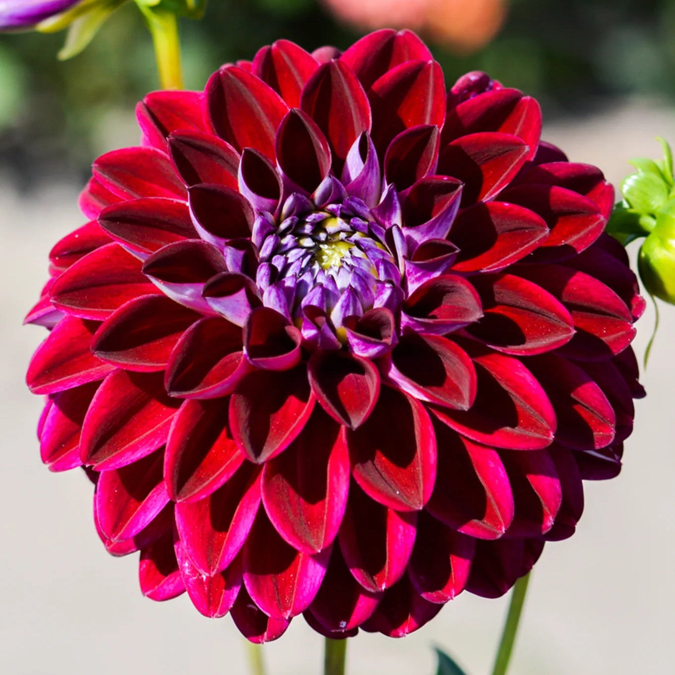 Arabian Night Dahlia Flower seeds for Planting - Wildflower Mix, Heirloom & GMO Free Seeds for Home Garden
Sale