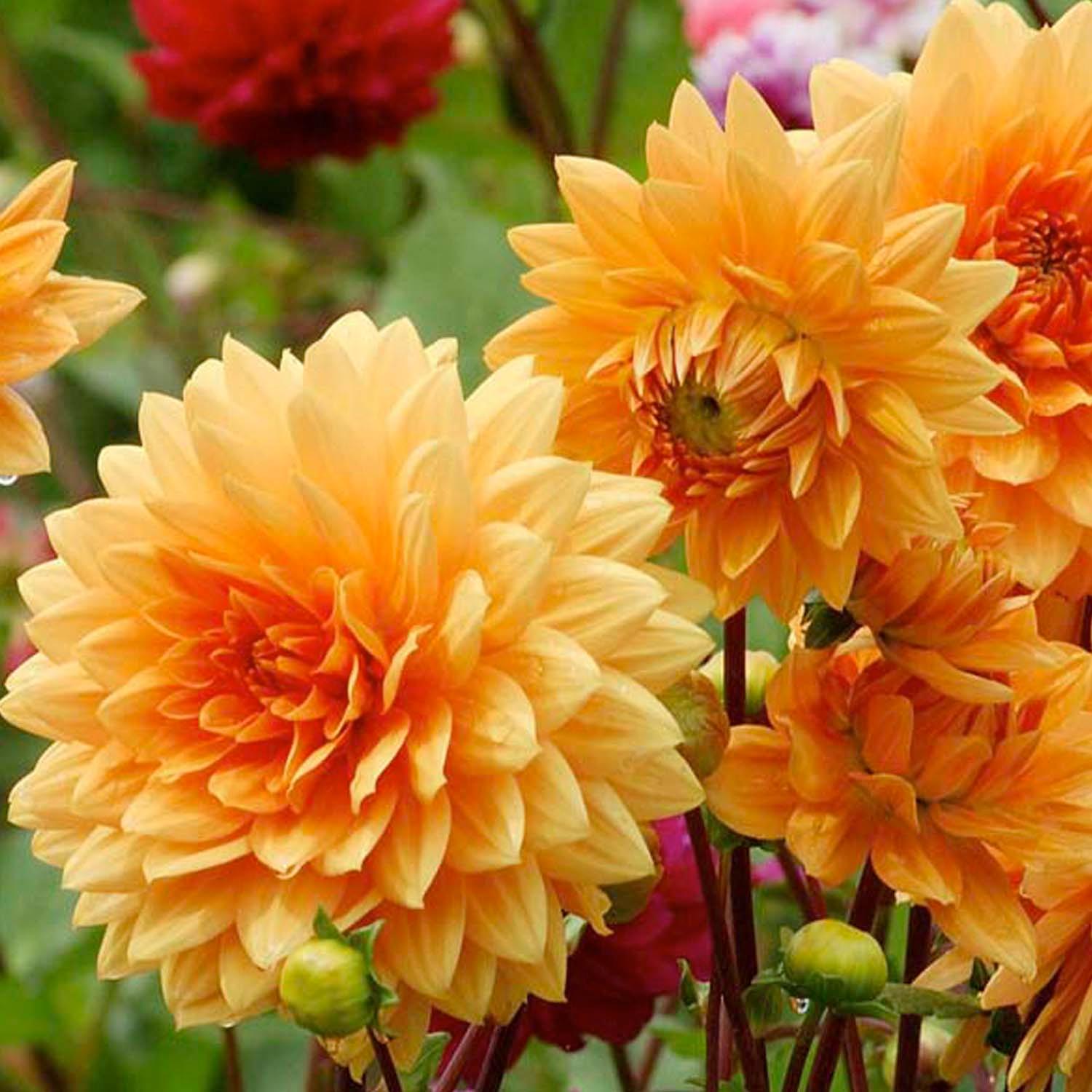 Yellow Orange Dahlia Flower Seeds for Planting Seasonal Bloomer Heirloom & GMO Free Seeds for Home Garden
Sale