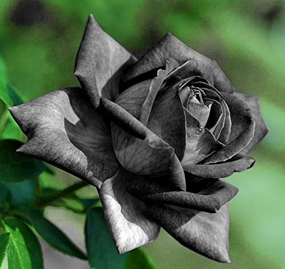 Grey Rose Flower Seeds for Planting Wildflower Mix Heirloom & GMO Free Seeds for Home Garden
Sale