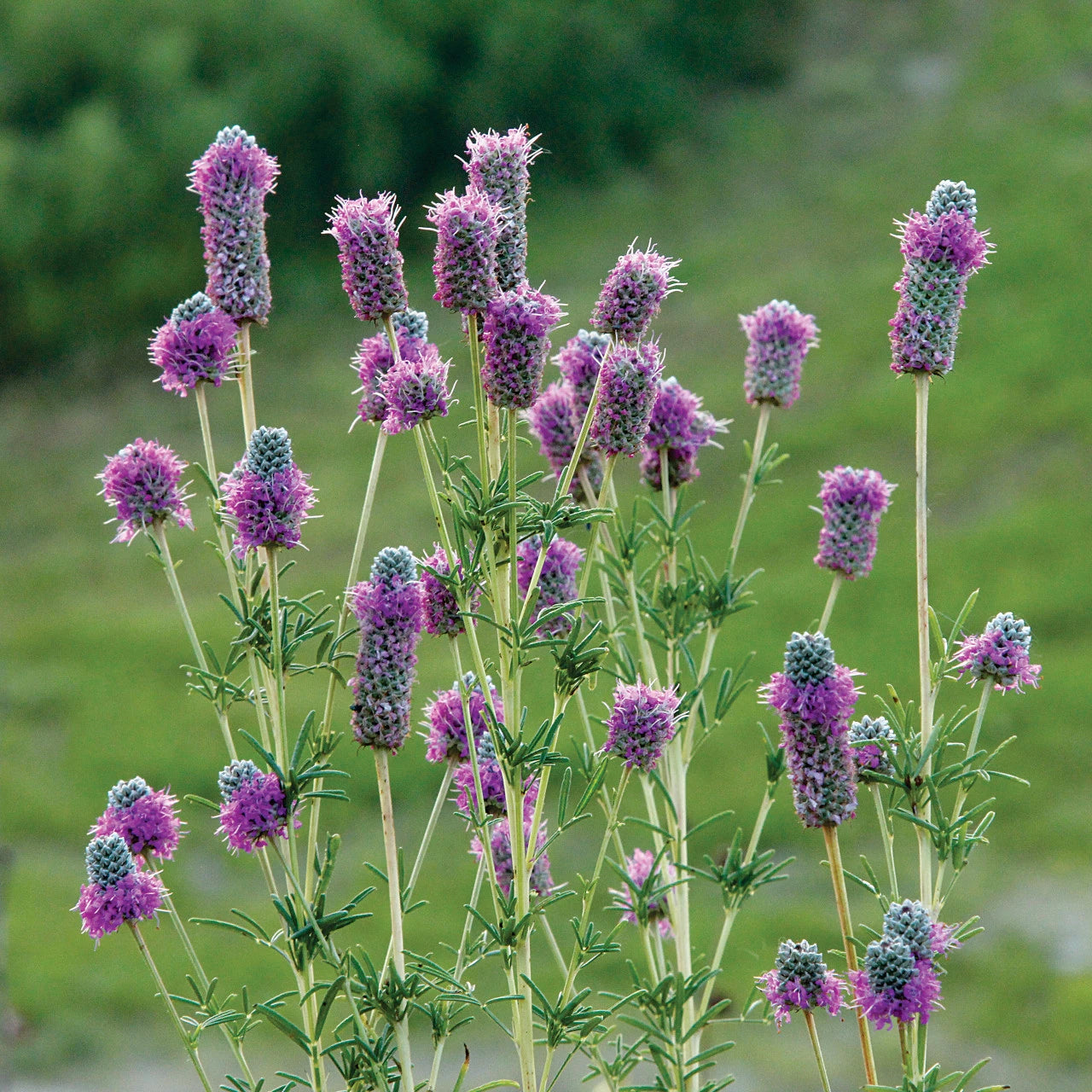 Dalea Purpurea Flower seeds for Planting Wildflower Mix Heirloom & GMO Free Seeds for Home Garden