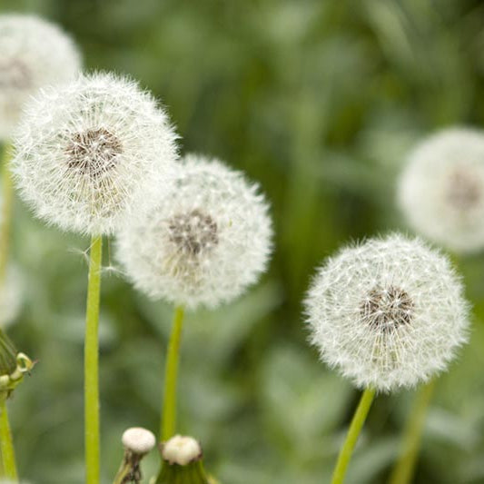Dandelion Planting Seeds for Garden Growth | High-Quality Seeds for Easy Planting