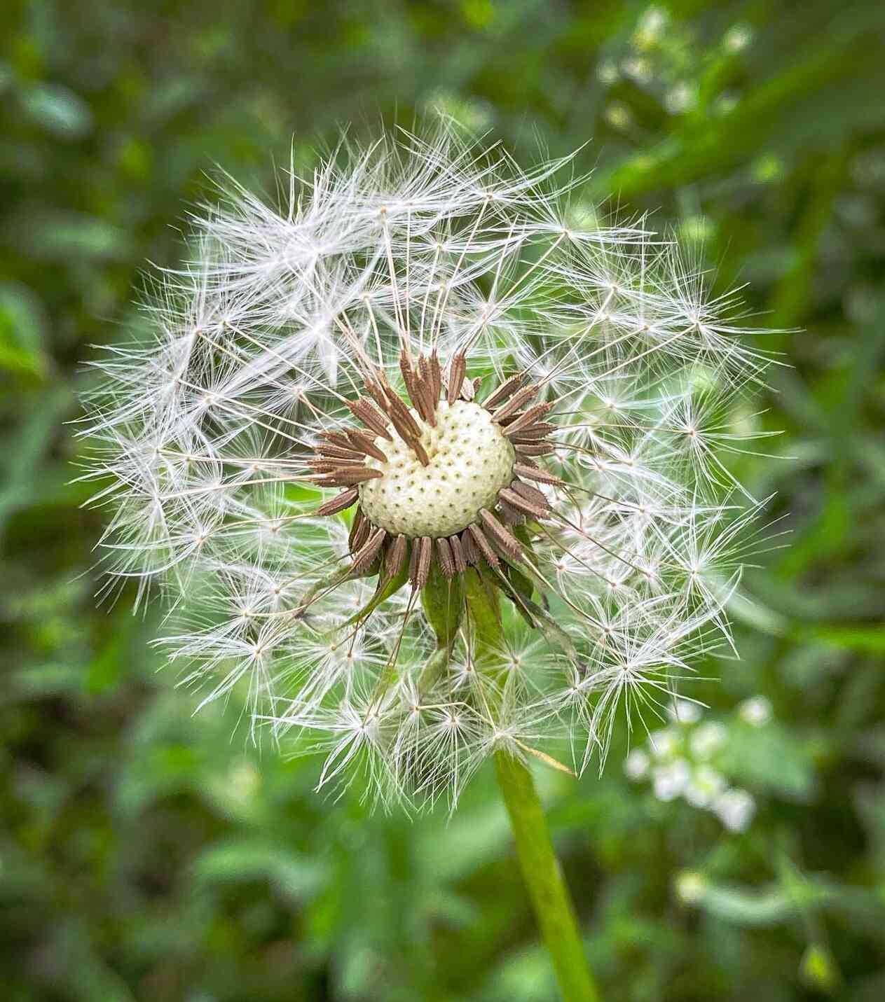 Dandelion Planting Seeds for Garden Growth | High-Quality Seeds for Easy Planting
