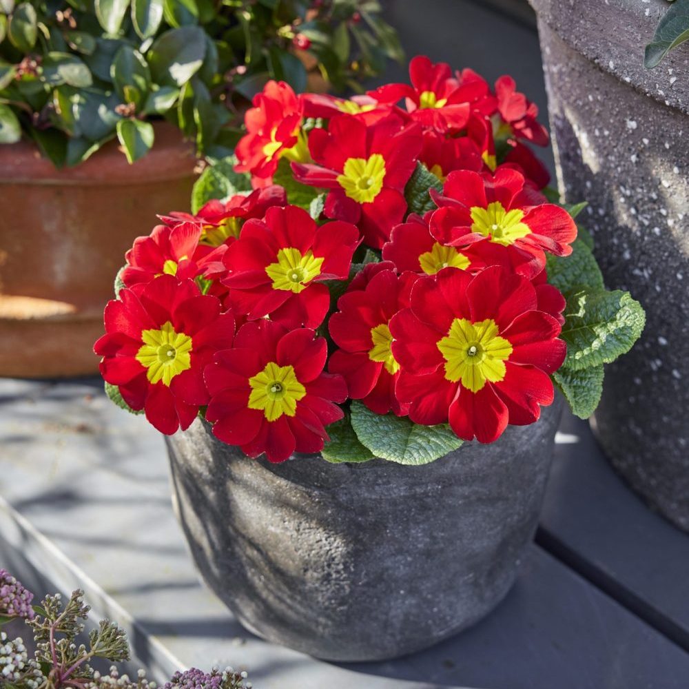 Yellow Red Danova Copper Flower seeds for Planting - Premium Quality, Heirloom & GMO Free Seeds for Home Garden
