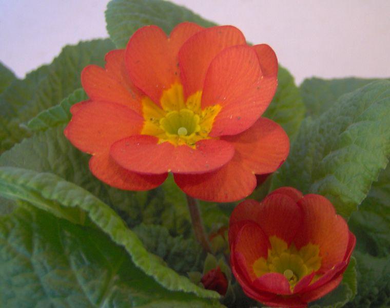 Ornamental Danova Copper seeds for gardens