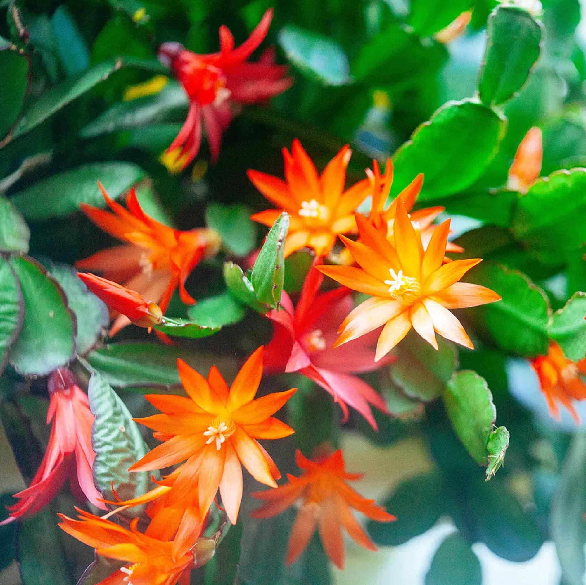 Dark Orange Zygocactus Truncatus Seeds for Planting