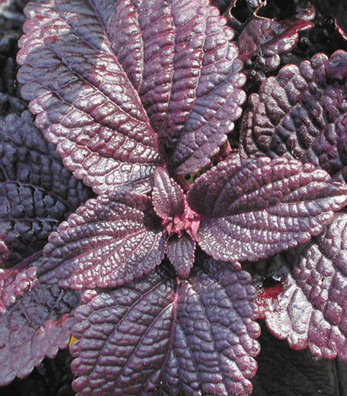 Black Coleus Flower seeds for Planting - Colorful Display, Heirloom & GMO Free Seeds for Home Garden