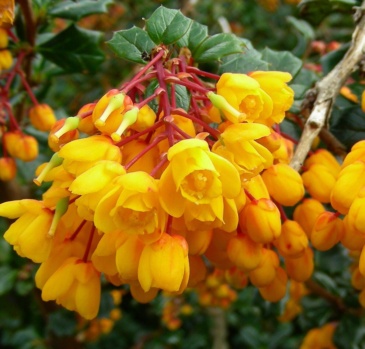 Yellow Darwinii seeds for planting