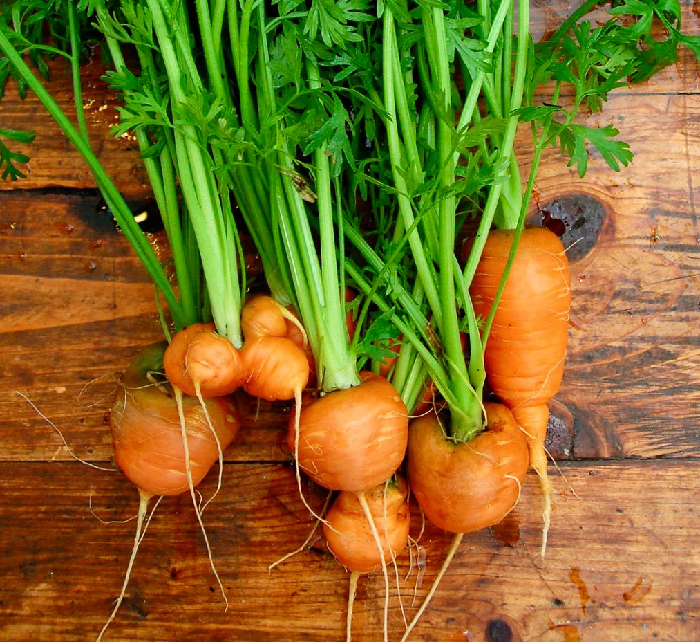 Parisian Carrot Daucus carota Seeds for Planting kitchen garden raised bed
