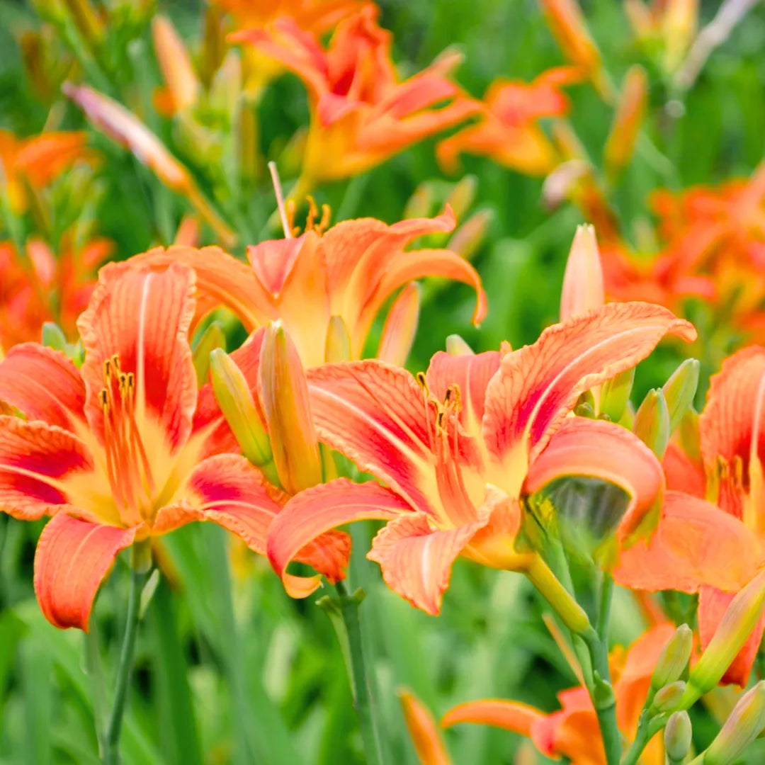 Orange Hemerocallis Flower seeds for Planting - Fragrant Blossoms, Heirloom & GMO Free Seeds for Home Garden
