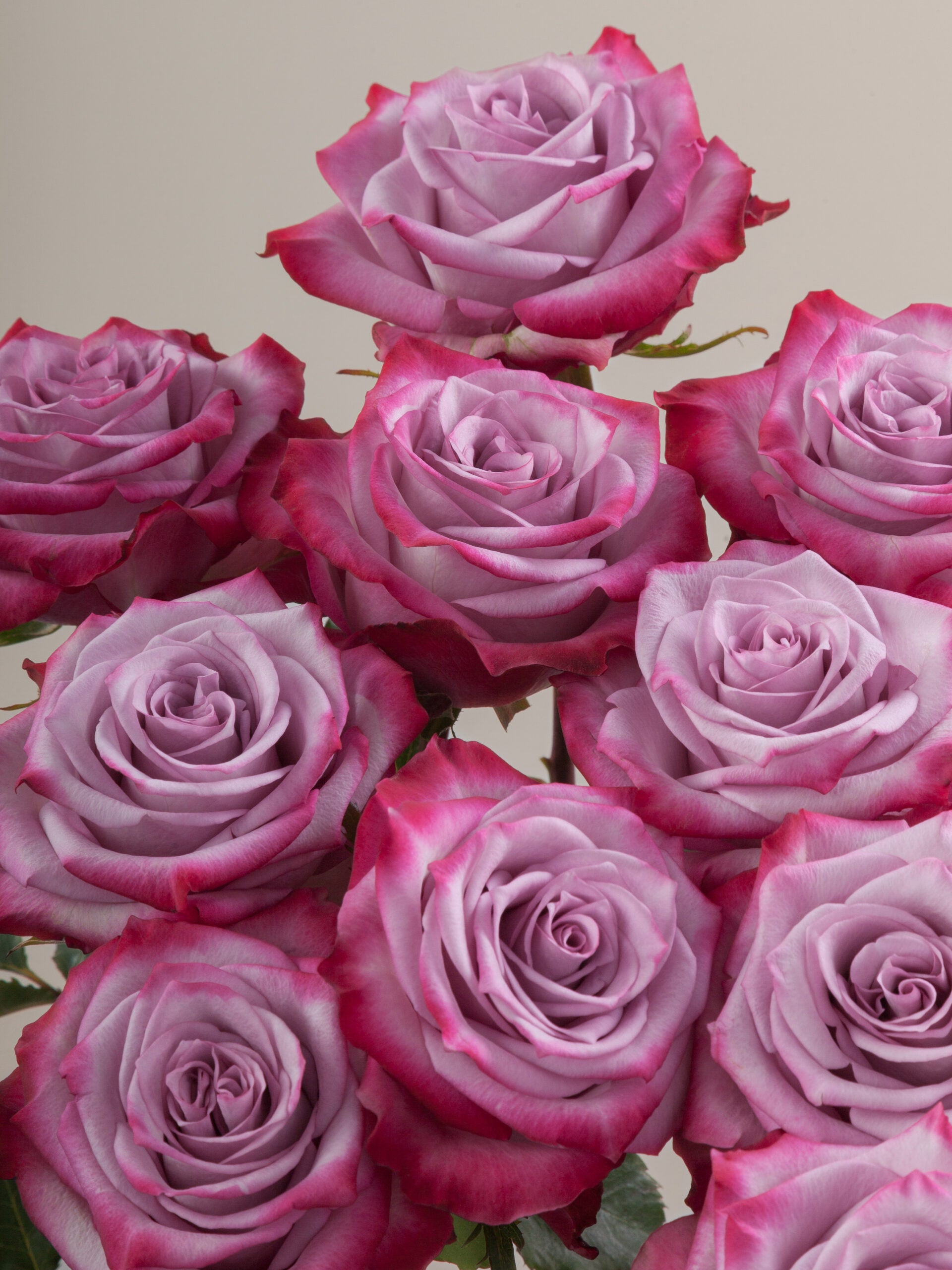 Deep Purple Rose Flower Seeds blooming in flower beds, containers, borders, and pollinator-friendly gardens