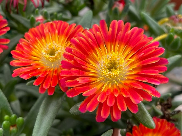 Delosperma Flower seeds for Planting Pollinator Friendly Heirloom & GMO Free Seeds for Home Garden