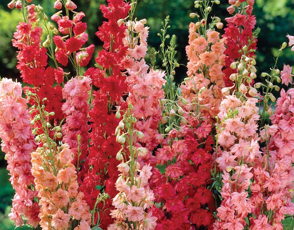 Peach Matthiola Incana Flower seeds for Planting - Low Maintenance, Heirloom & GMO Free Seeds for Home Garden