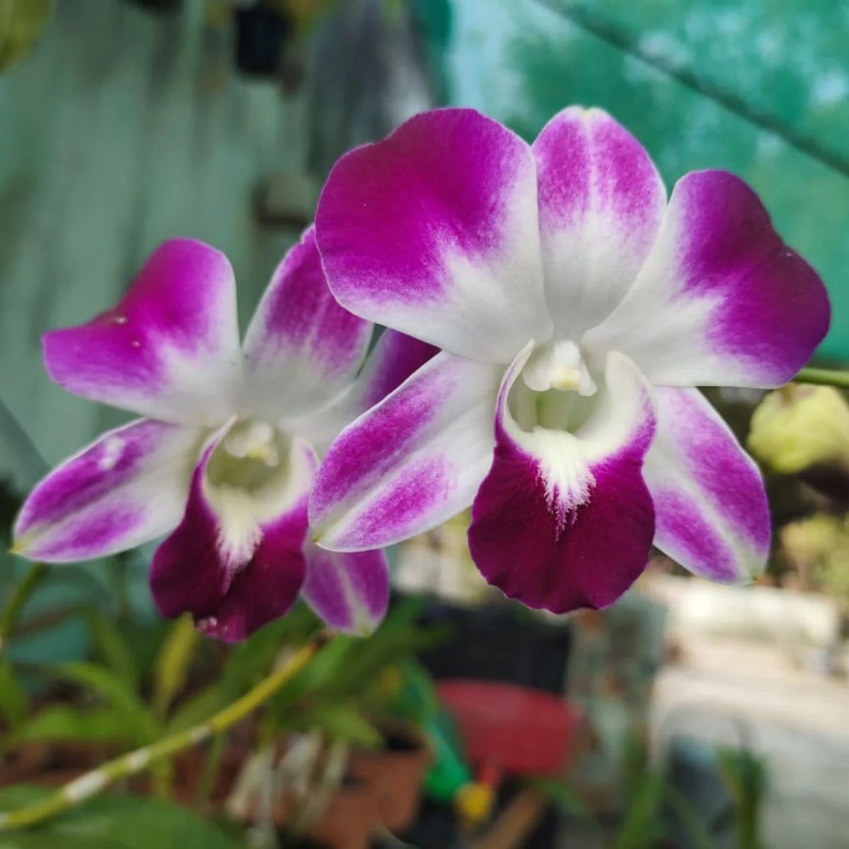 Multi-Colored Dendrobium Flower seeds for Planting - Low Maintenance, Heirloom & GMO Free Seeds for Home Garden