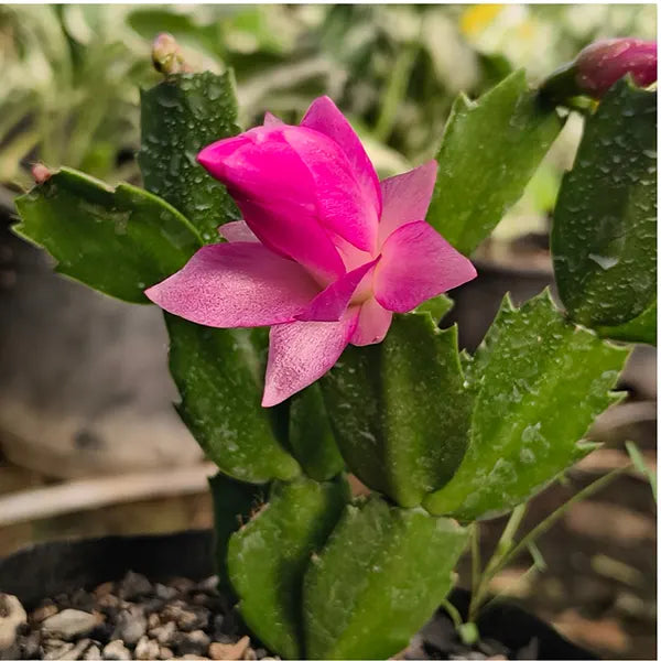 Violet Schlumbergera Flower seeds for Planting - Garden Favorite, Heirloom & GMO Free Seeds for Home Garden