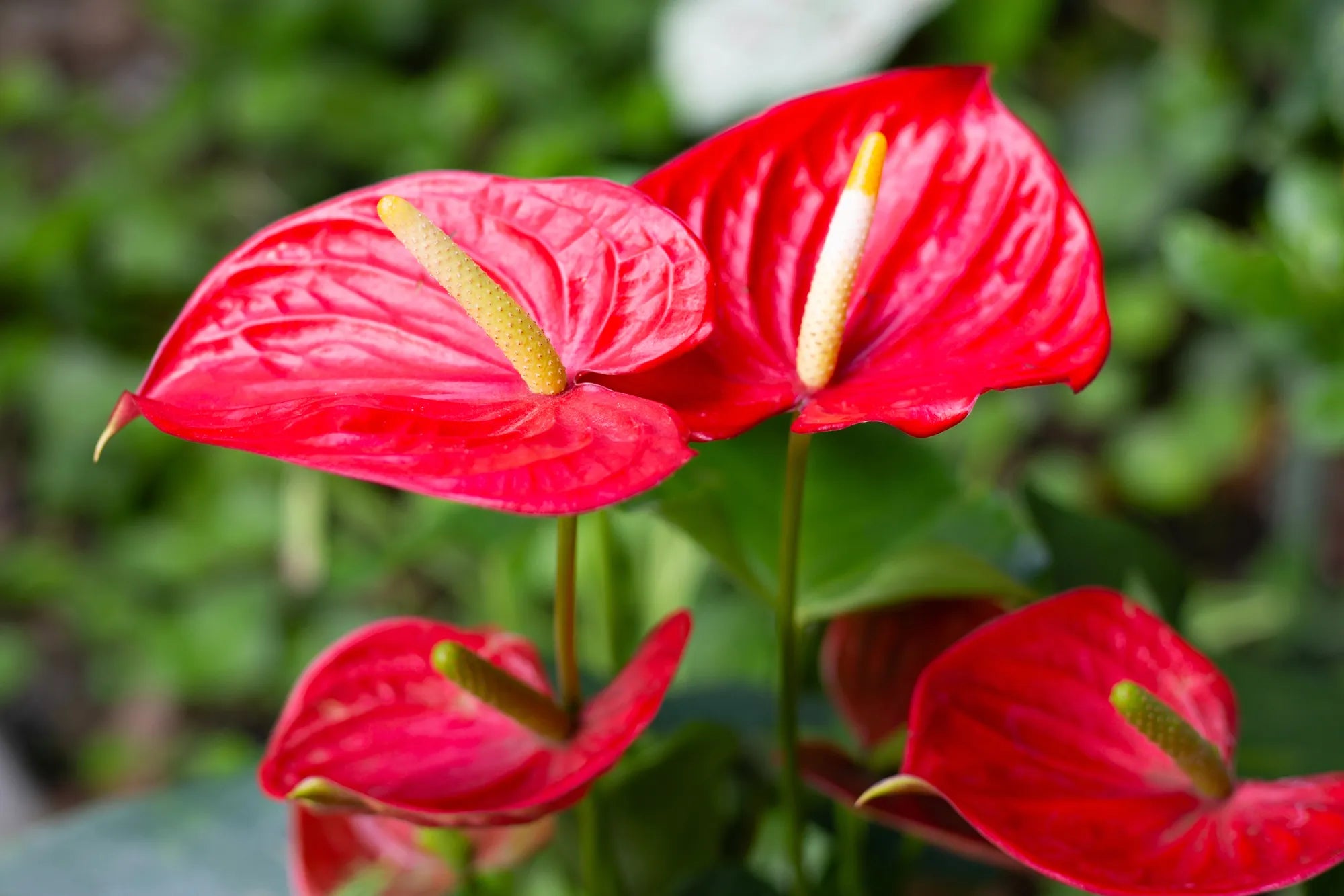 Anthurium Flower seeds for Planting - Easy to Grow, Heirloom & GMO Free Seeds for Home Garden