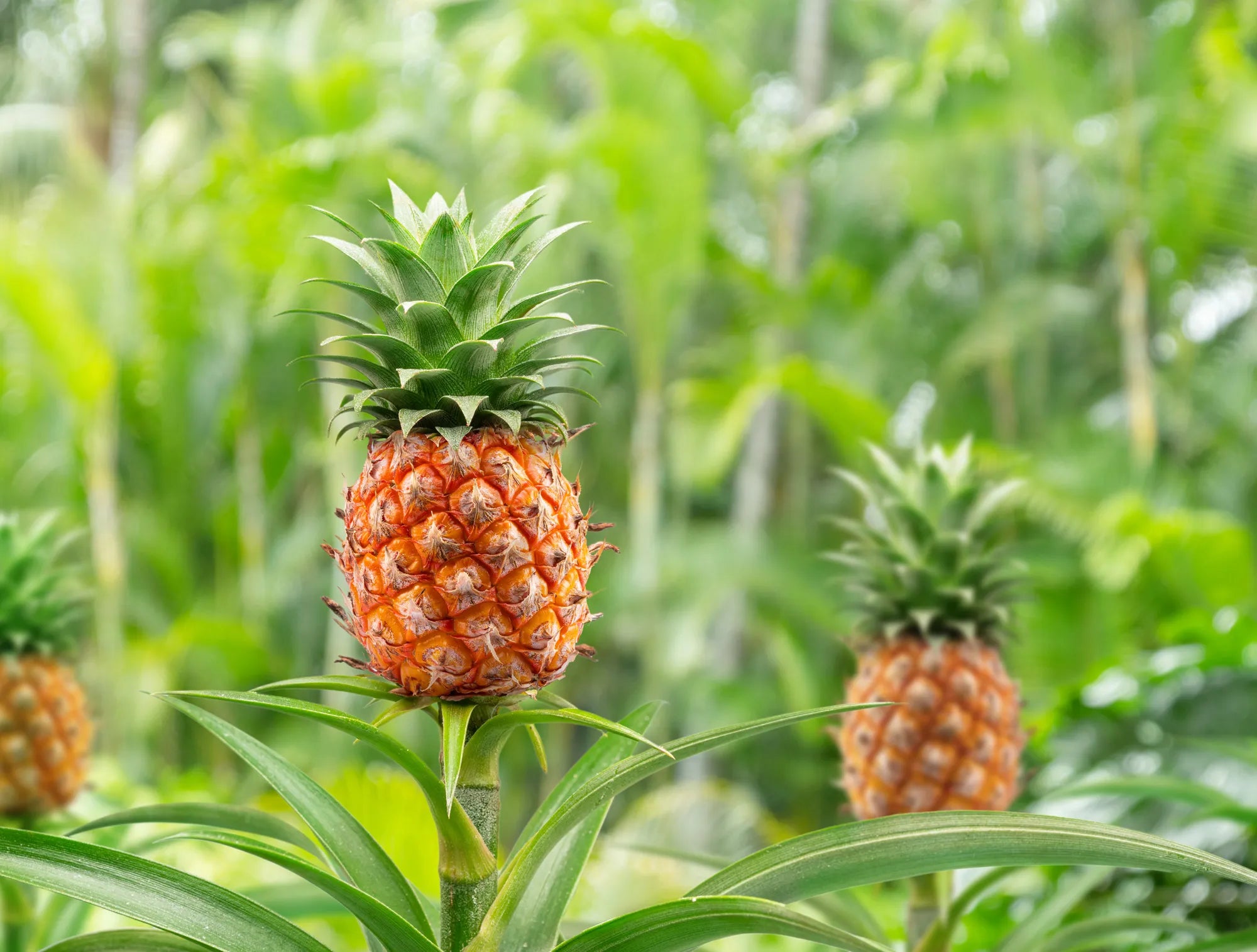 Pineapple Seeds for Planting Grow Your Own Pineapple Fruits