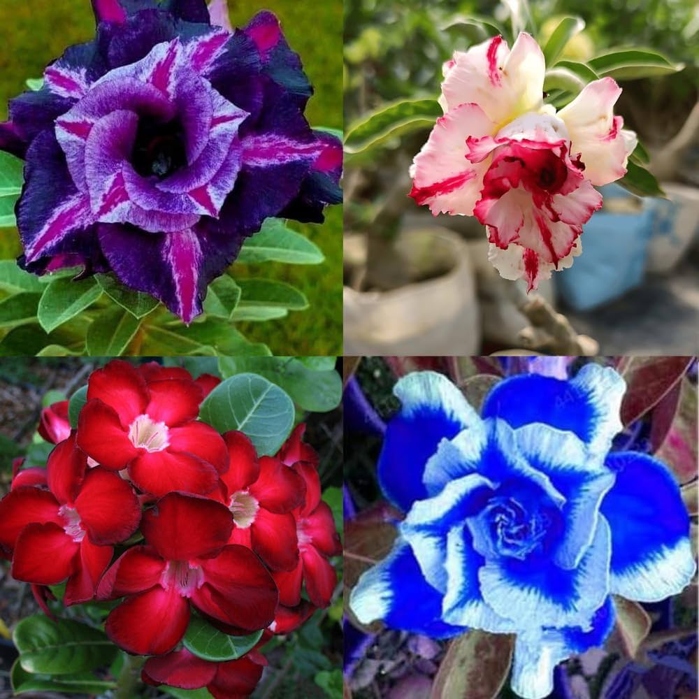 Non-GMO Desert Rose mixed flower seeds
