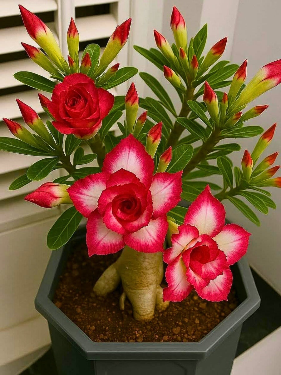 Adenium Seeds for Planting Grow Stunning Desert Rose Flowers at Home - Evergrowseeds