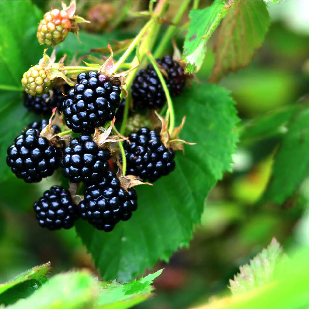 Dewberry Fruit Seeds for Planting - Grow Juicy Berries at Home