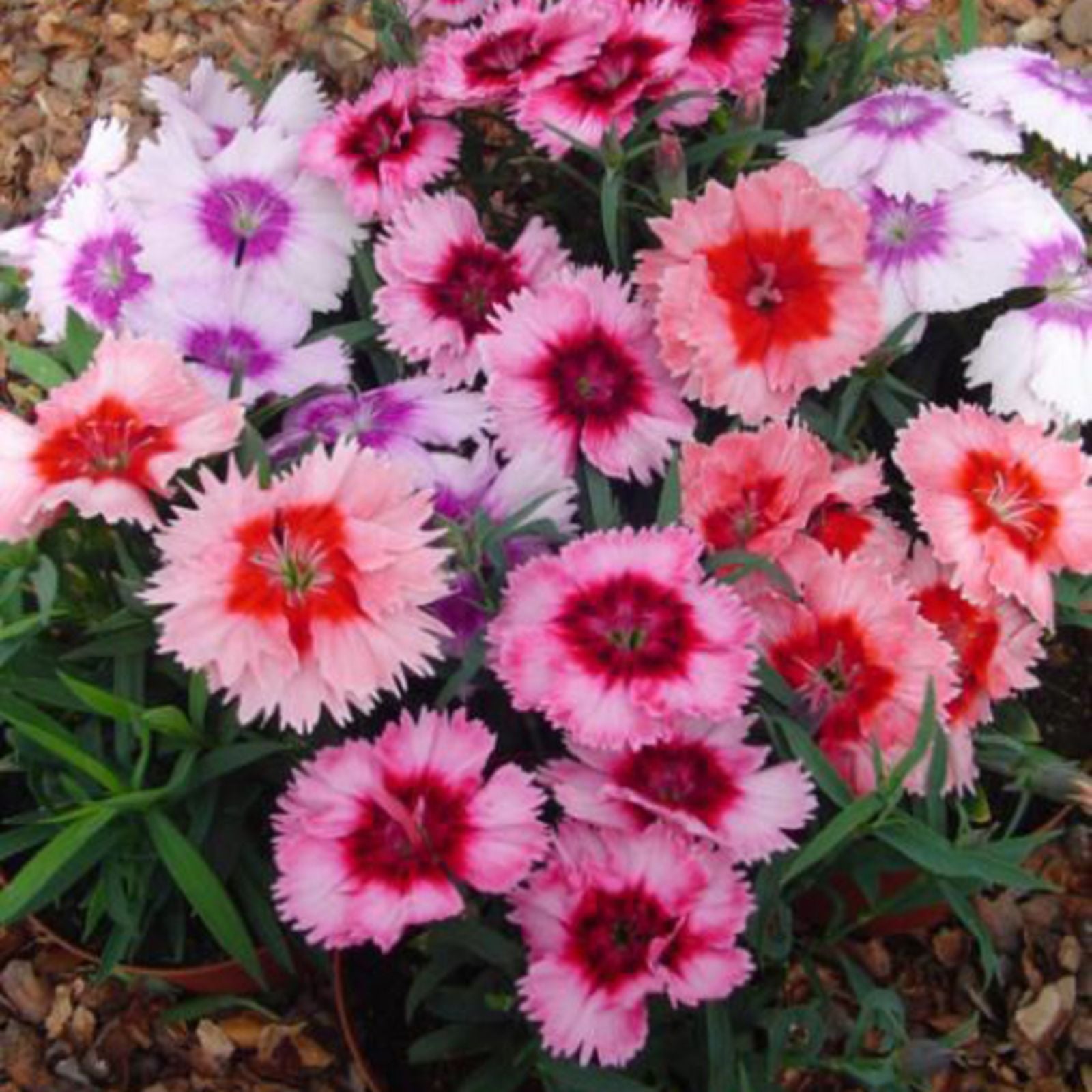 Mixed Dianthus Telstar Flower seeds for Planting - Colorful Display, Heirloom & GMO Free Seeds for Home Garden