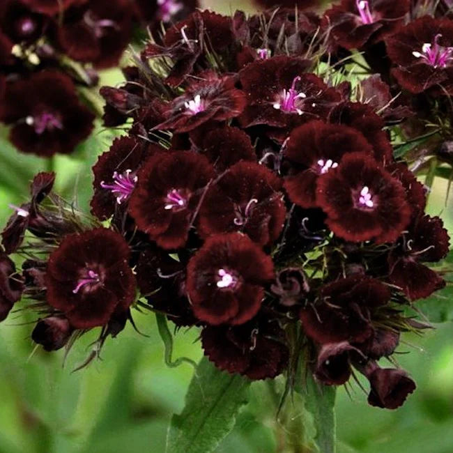 Maroon William Dianthus Flower seeds blooming in flower beds, containers, borders, and pollinator-friendly gardens