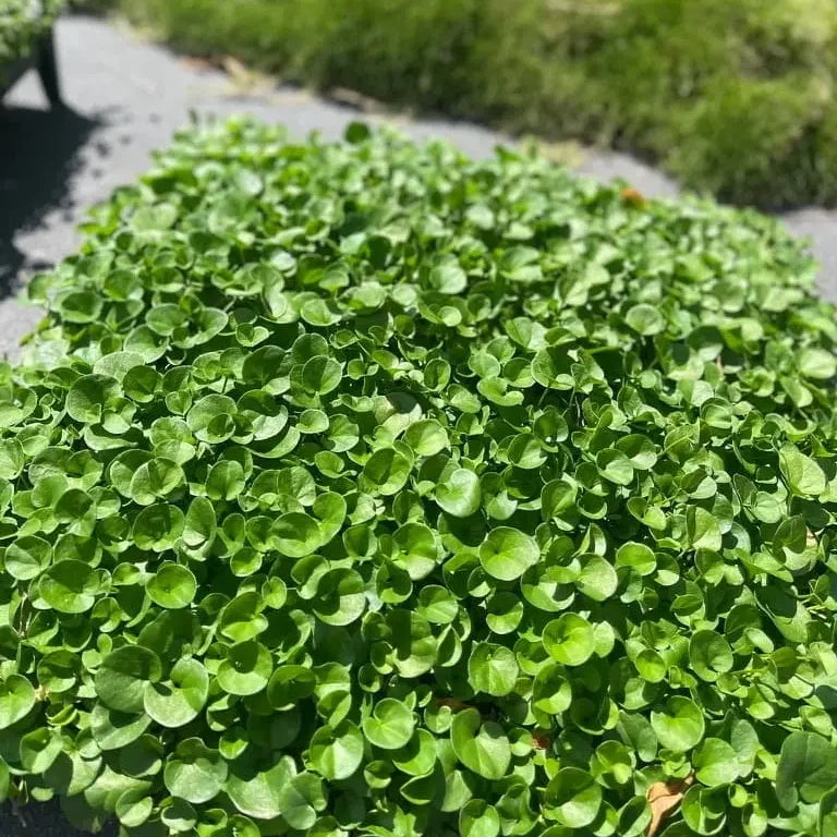 Dichondra Flower seeds for Planting - Cottage Garden Essential, Heirloom & GMO Free Seeds for Home Garden