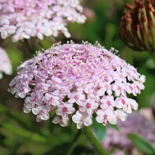 Pink Lace Flower seeds for Planting - Wildflower Mix, Heirloom & GMO Free Seeds for Home Garden