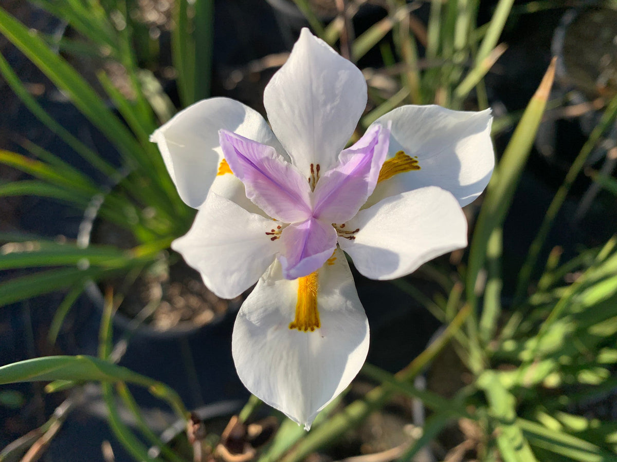 Iridioides Flower seeds blooming in flower beds, containers, borders, and pollinator-friendly gardens