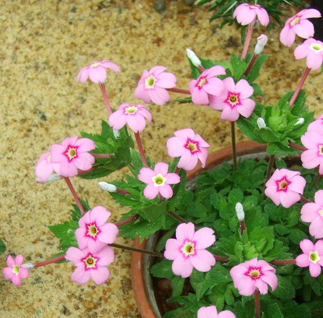 Baby Pink Yulan Flower seeds for Planting - Shade Tolerant, Heirloom & GMO Free Seeds for Home Garden