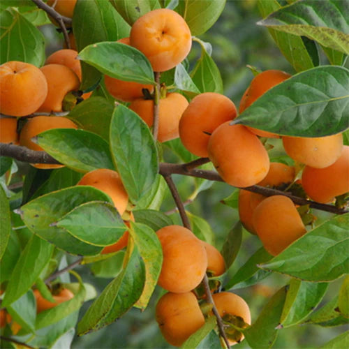 Orange Diospyros Seeds Perfect for Your Garden