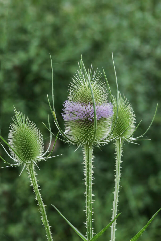 Dipsacus Flower seeds for Planting - Wildflower Mix, Heirloom & GMO Free Seeds for Home Garden