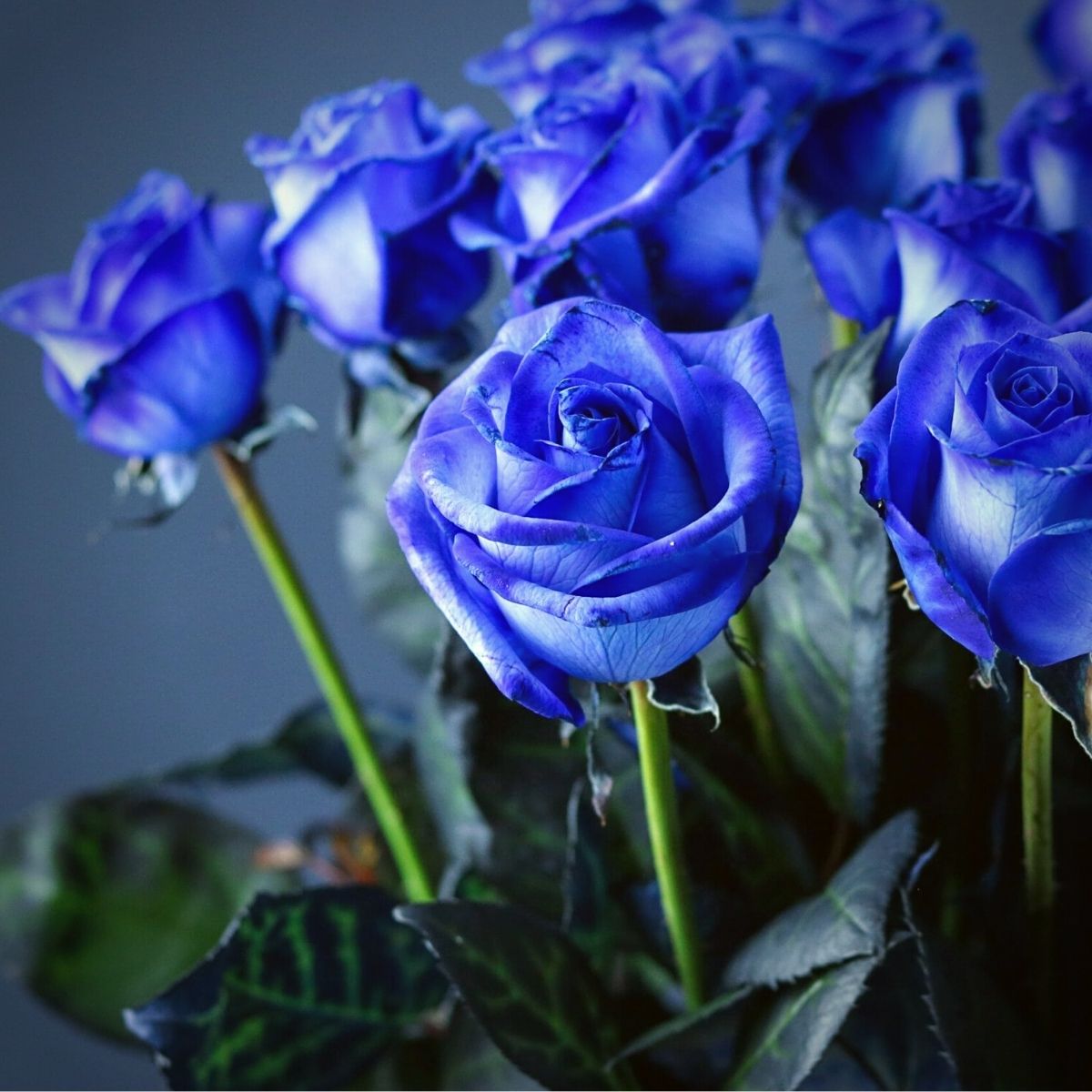 Blue MultiColor Rose Flower Seeds for Planting Cut Flower Favorite Heirloom & GMO Free Seeds for Home Garden
Sale