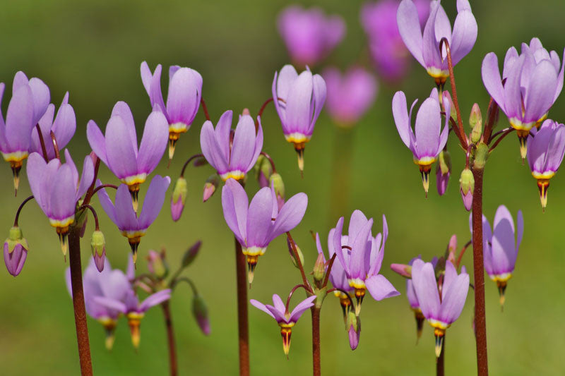 Purple Dodecatheon Flower seeds for Planting - Cut Flower Favorite, Heirloom & GMO Free Seeds for Home Garden