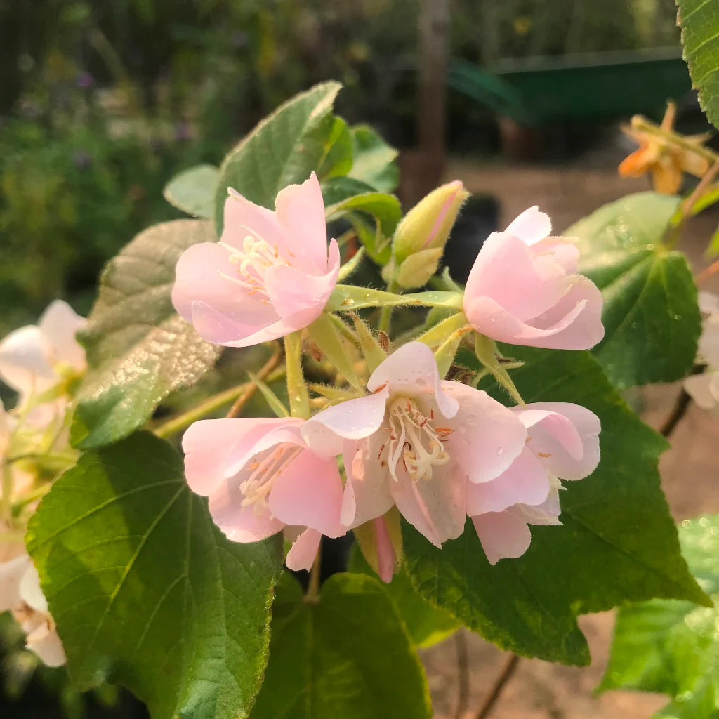 Dombeya Bourgassiae Pink Blossom Plant Seeds for Planting